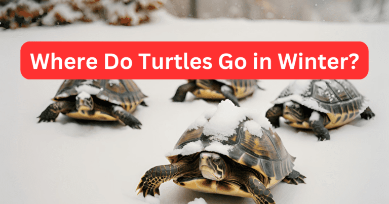 winter turtles