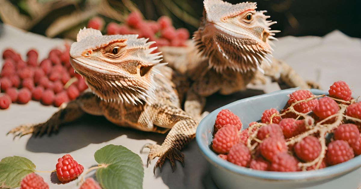 Bearded Dragons and Raspberries