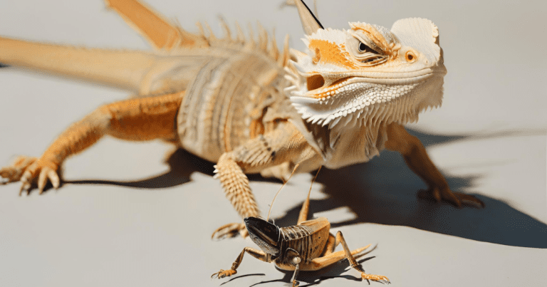 Will Bearded Dragons Eat Dead Crickets