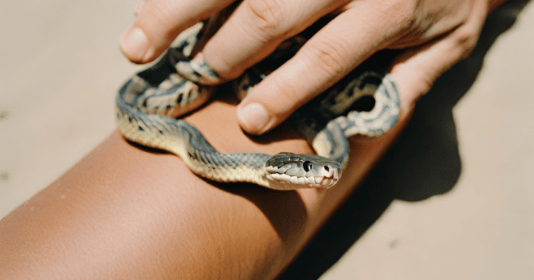 Milk Snakes Make Good Pets