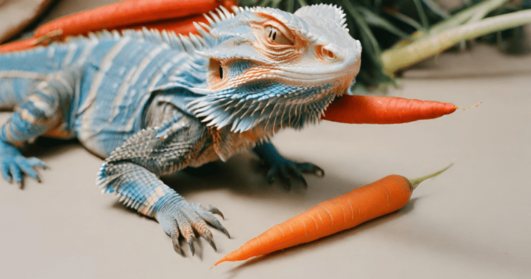 Bearded dragon and carrot