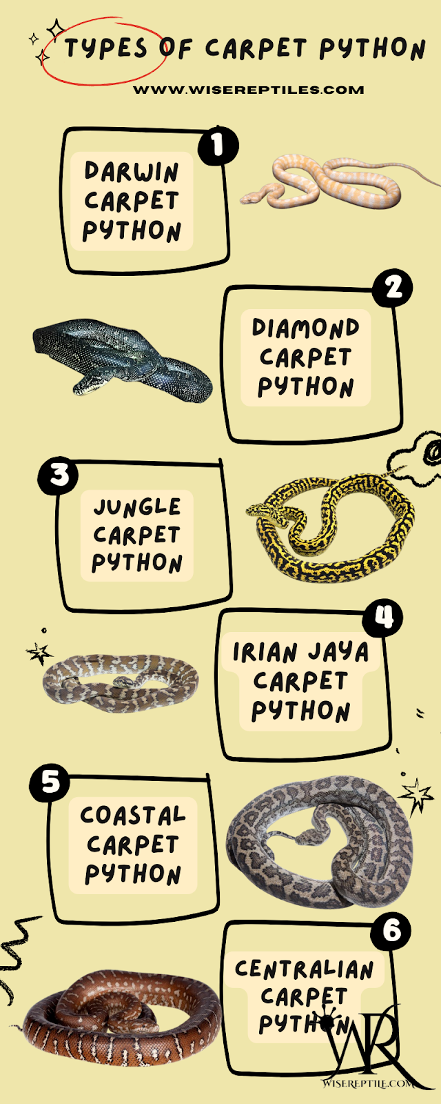 Different types of carpet pythons