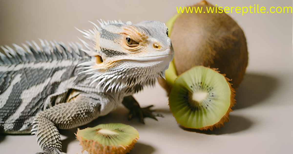 Can Bearded Dragons Eat Kiwi