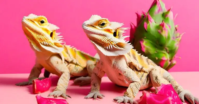 Can Bearded Dragons Eat Dragon Fruit