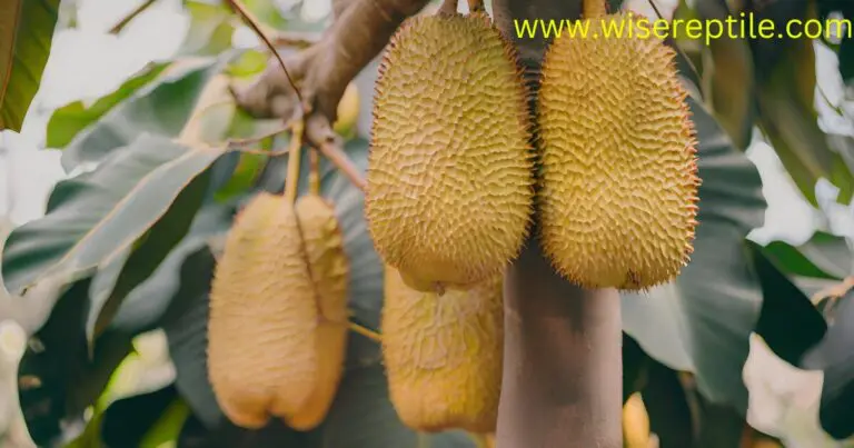 Jackfruit