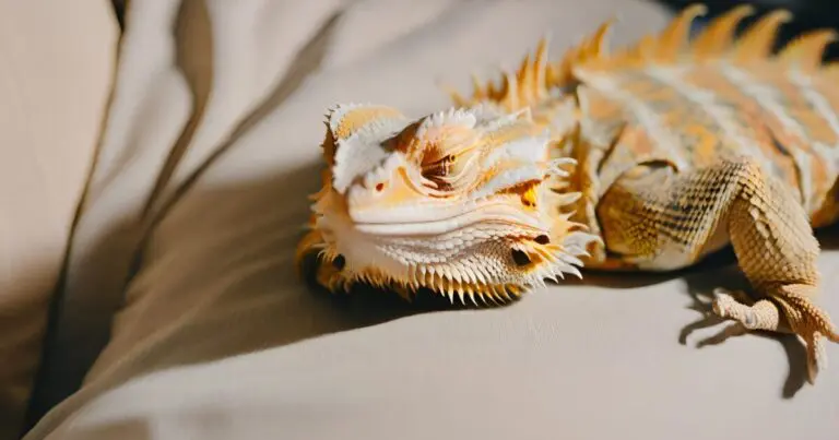 What To Do With A Dead Bearded Dragon