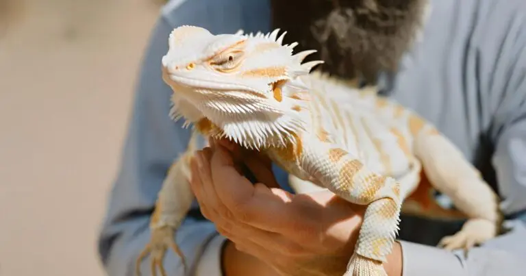 bearded dragons in hand