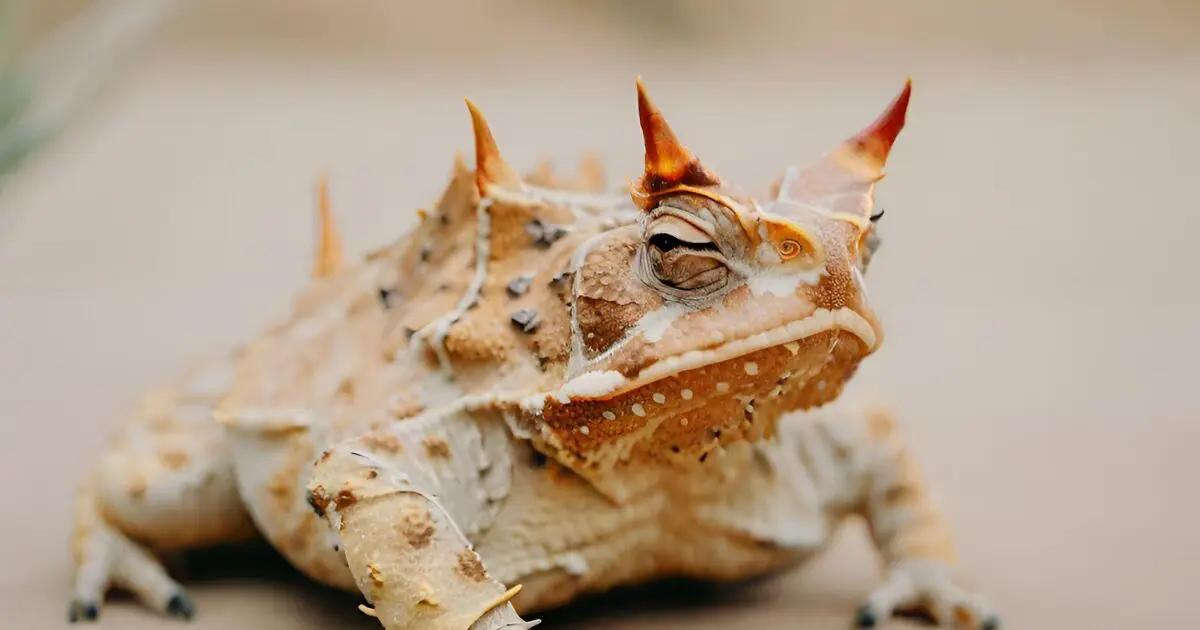 horned toad