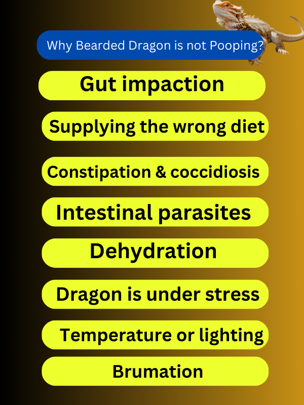 Why bearded dragon is not pooping