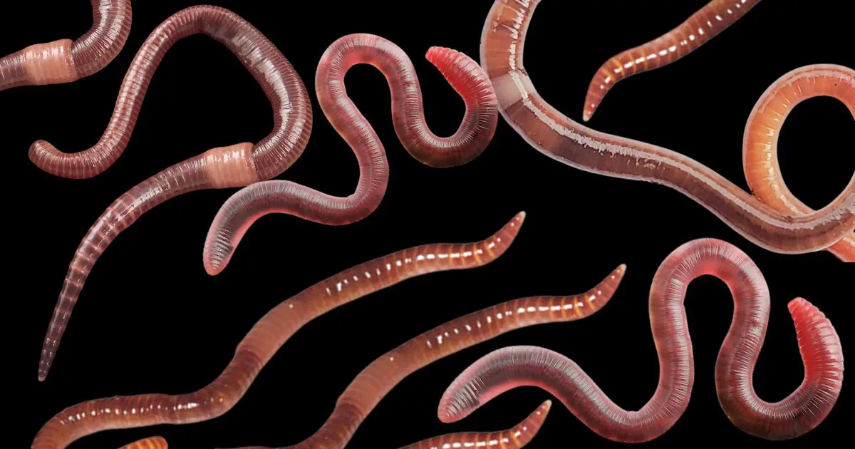 Super Worms