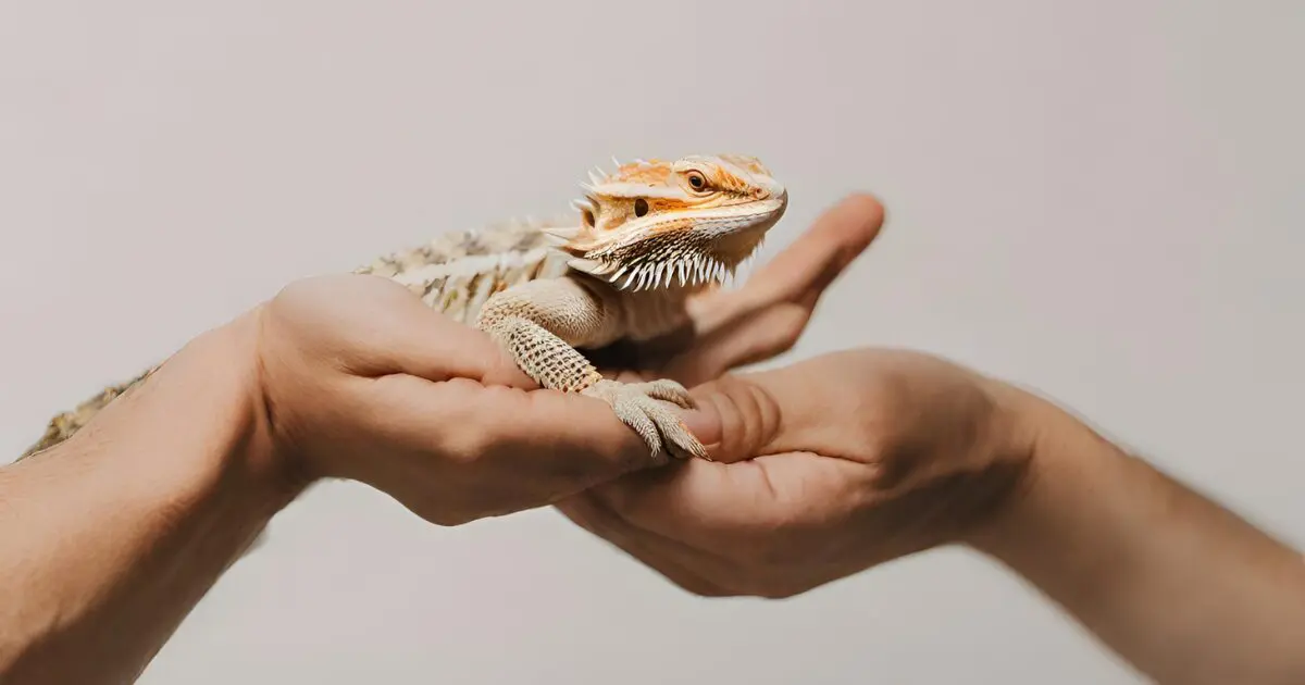 Handling bearded dragon