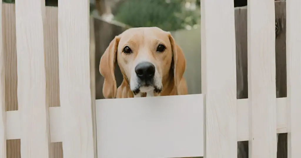 Dog and a fence