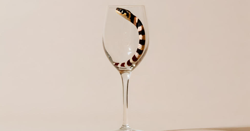 Milk snake in a wine jar