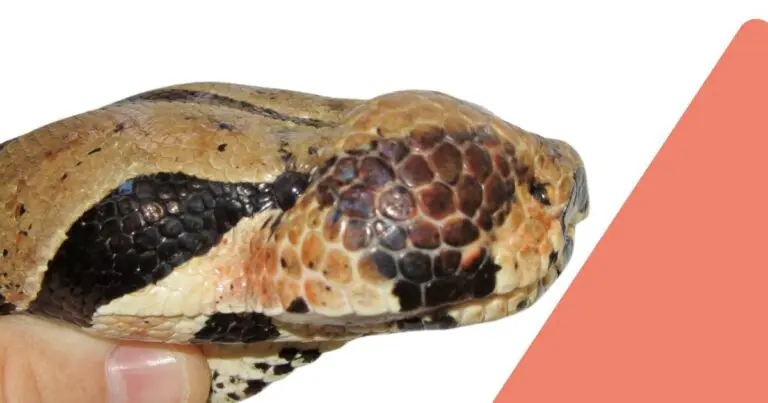 Snake abscess