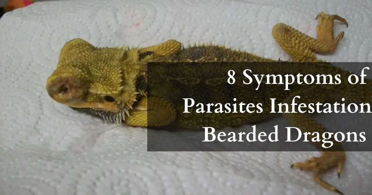 Symptoms of parasites in bearded dragons