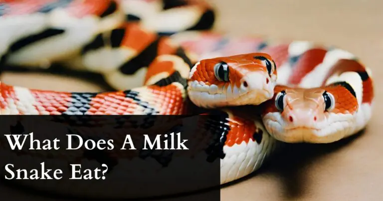 What does a milk snake eat