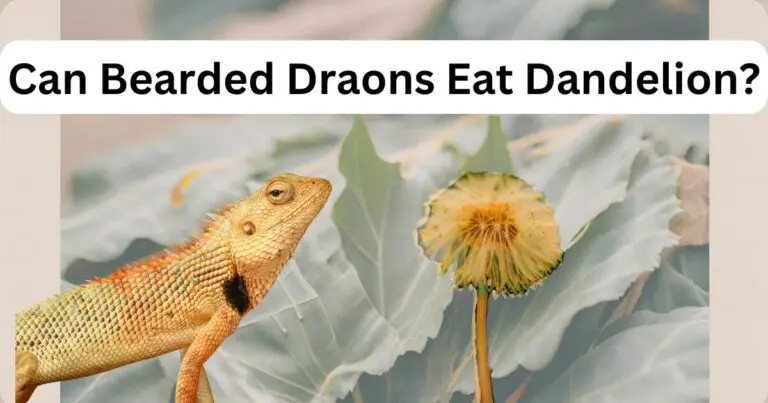 can bearded dragons eat dandelion