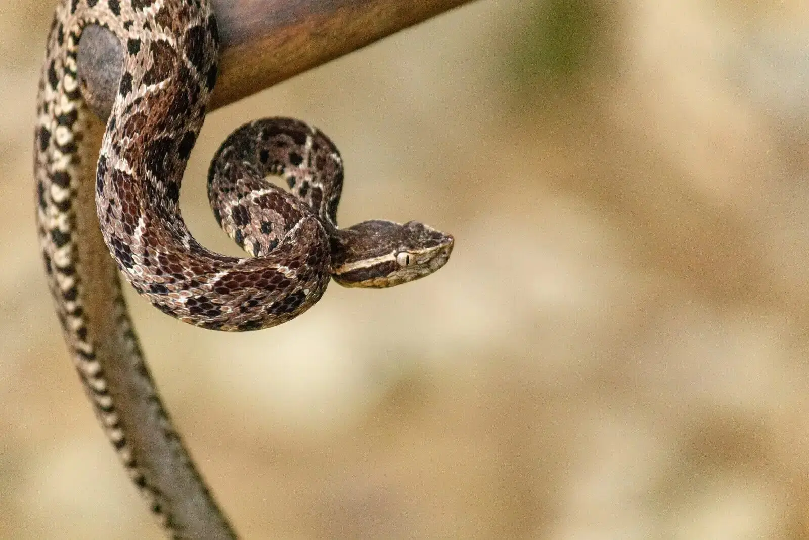 Snake in a branch