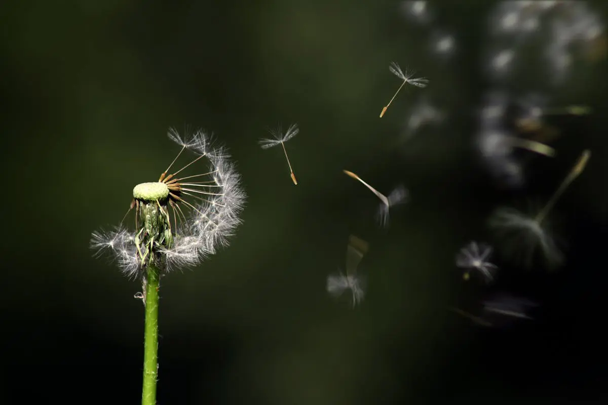 Dandelion puffs