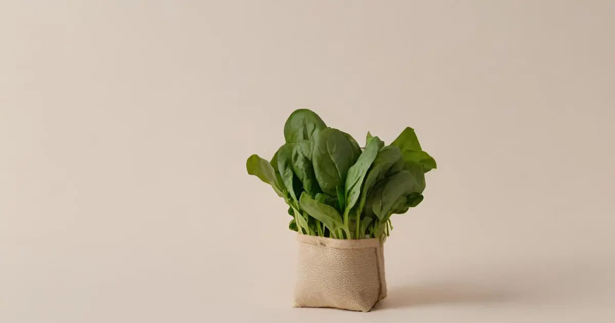 An indoor spinach plant in a bag