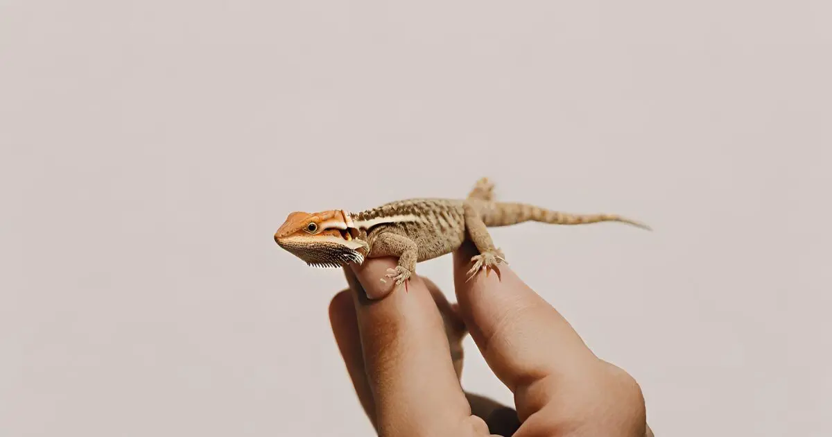 HUman playing with a bearded dragon