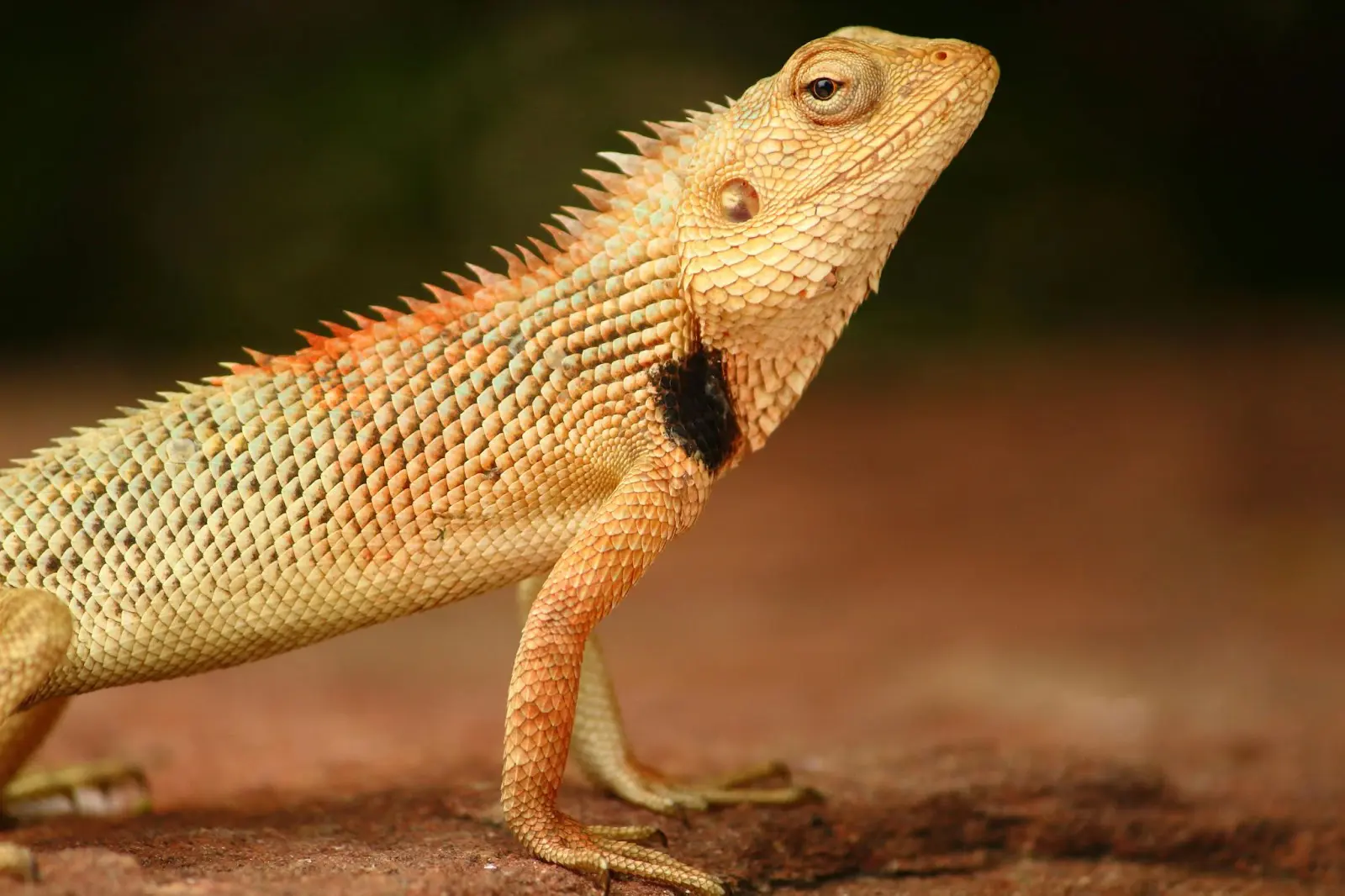 A Bearded dragon standing on four legs