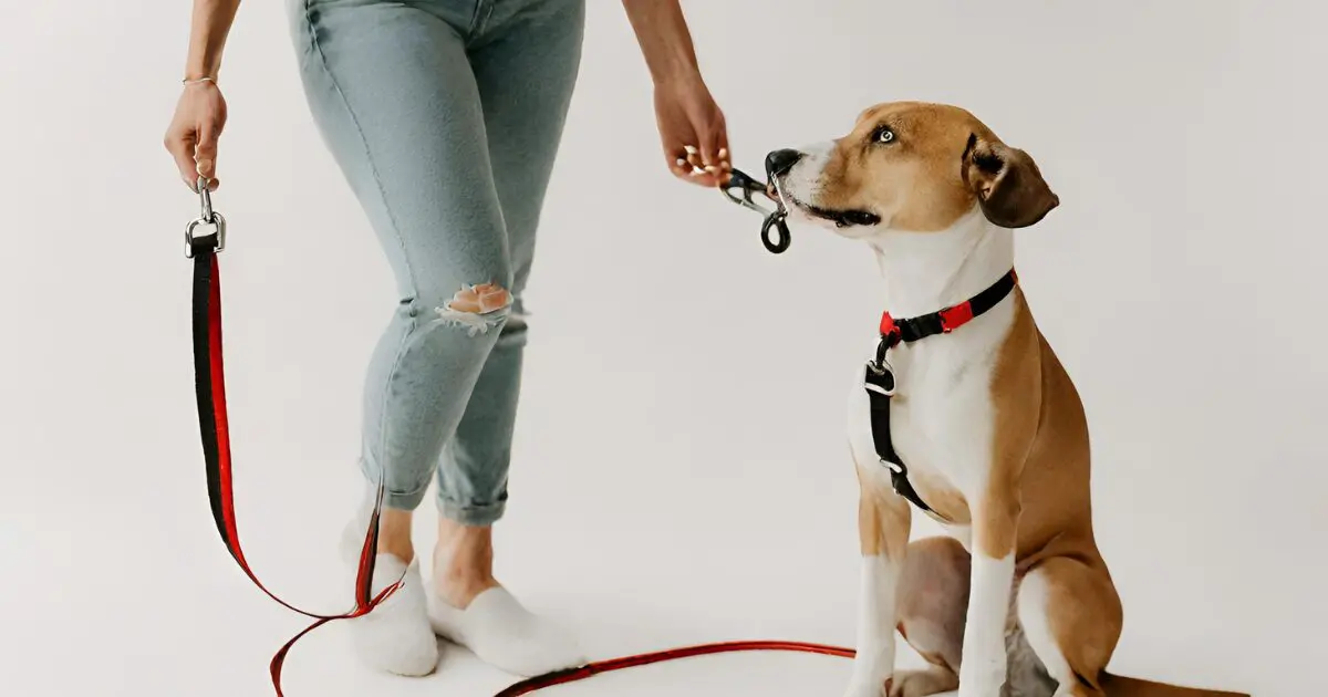 Dog with a leash