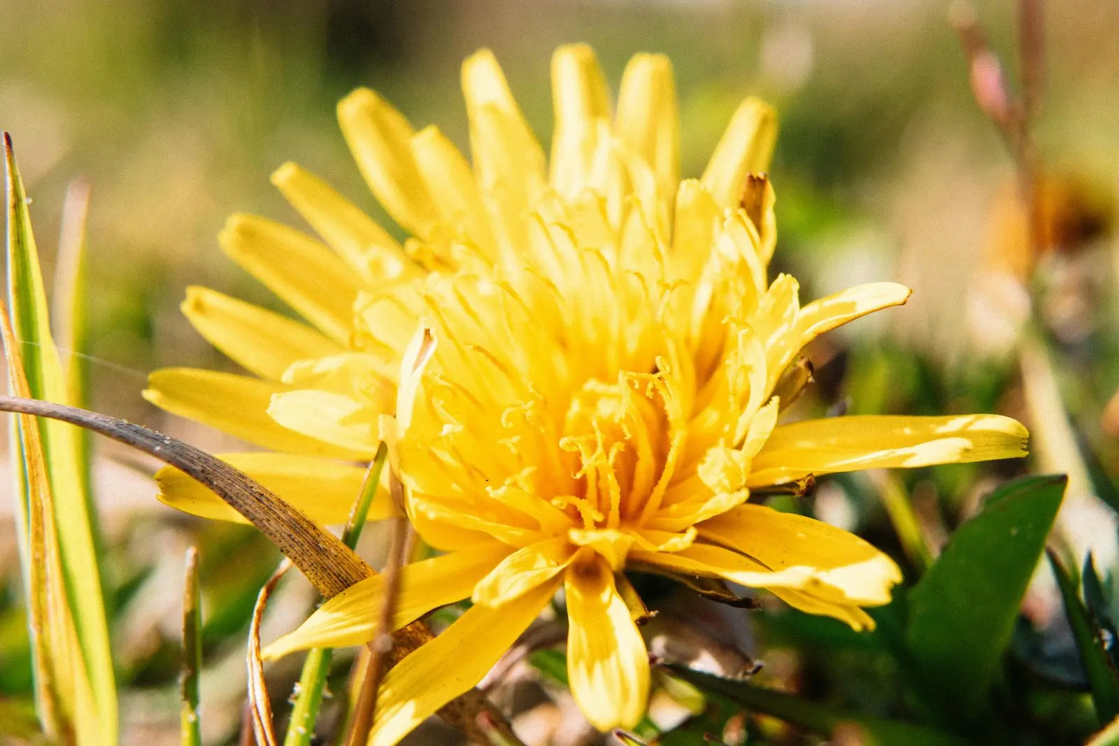 Yellow dandelion flower