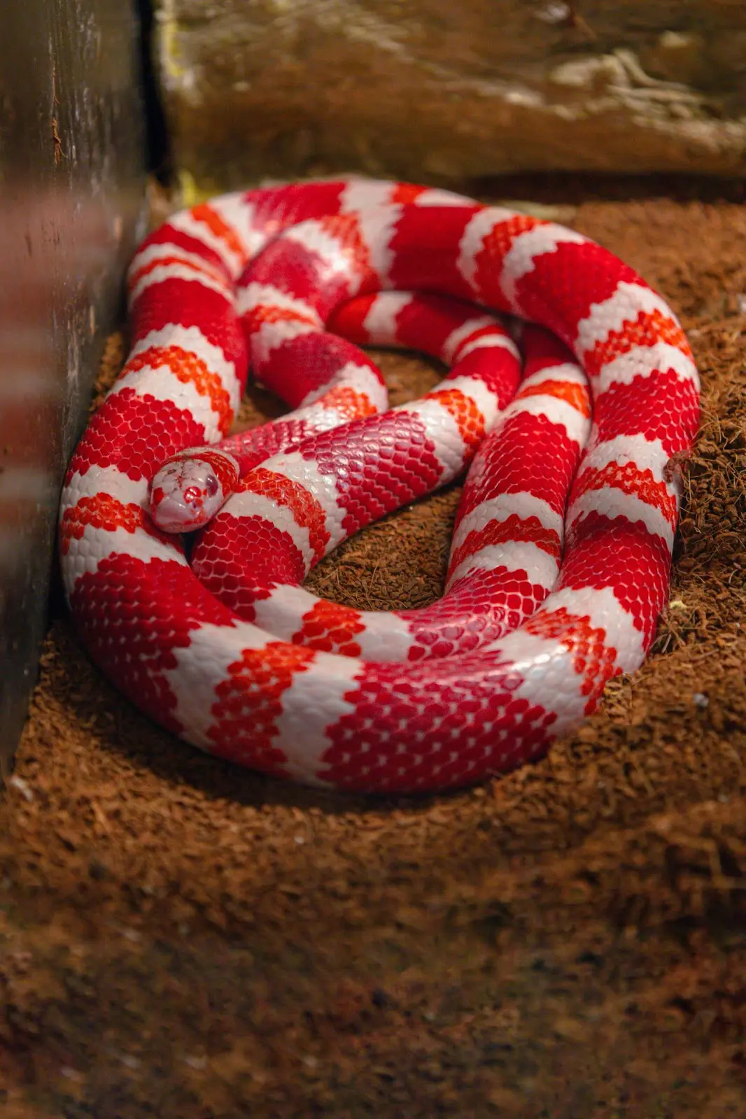 Milk snake in hand