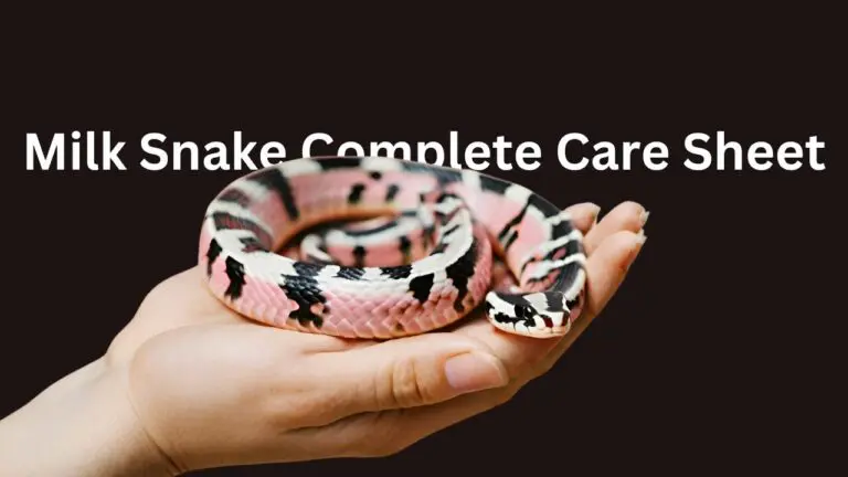 A pink milk snake in hand