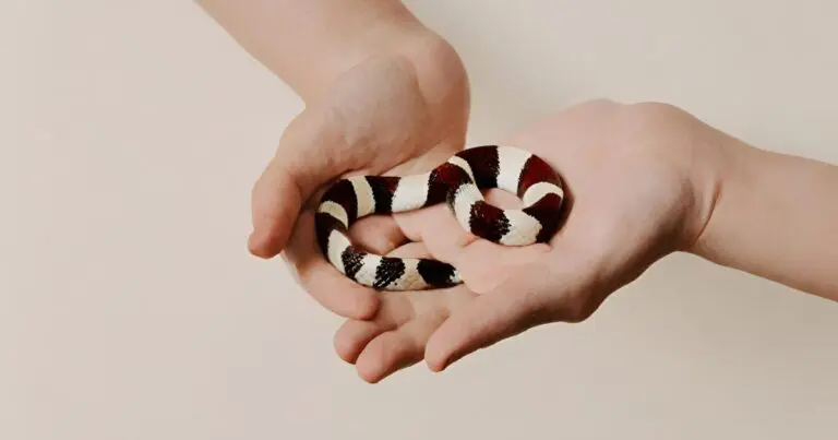 milk snake in hand