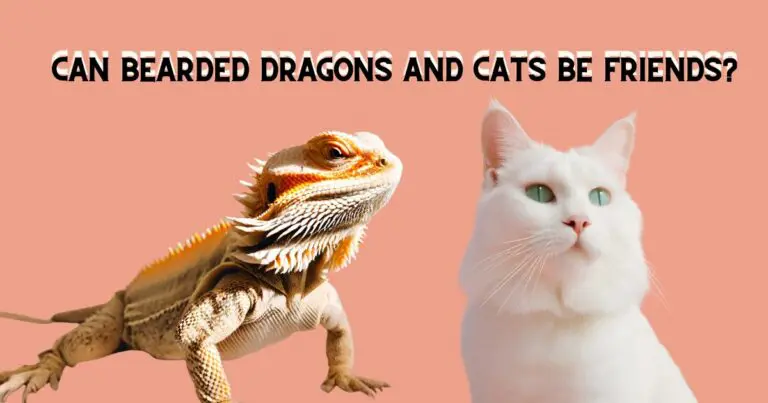 Text asks if bearded dragons and cats can be friends, with a curious cat and bearded dragon beside it.