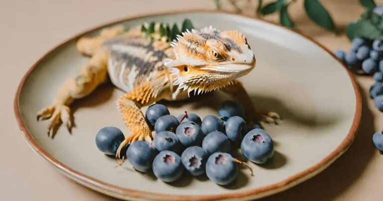 A small lizard with a blue belly is perched on a white plate filled with blueberries.