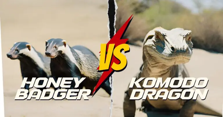 Komodo Dragon vs Honey Badger