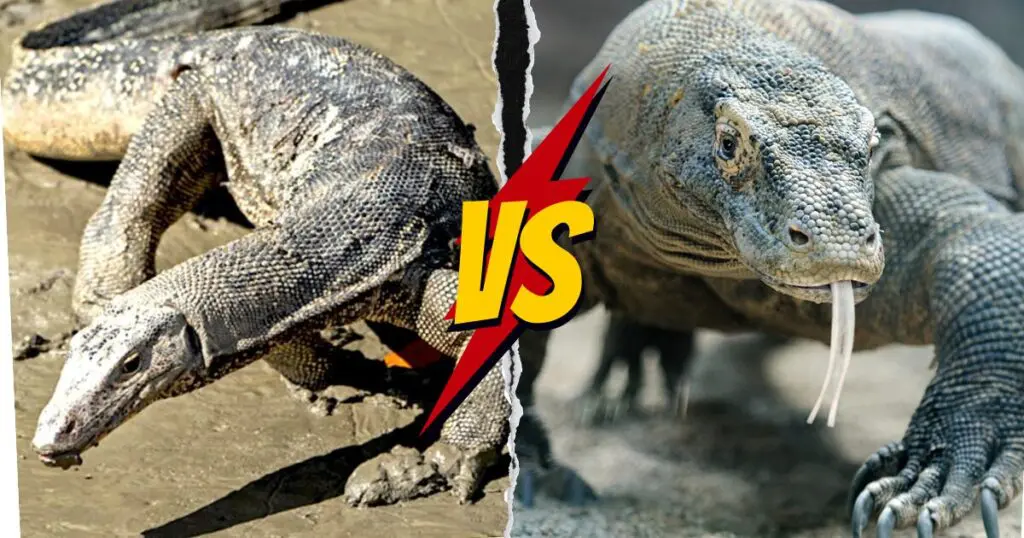 Komodo dragon and monitor lizard