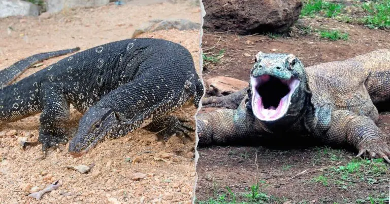 Komodo dragon and monitor lizard face