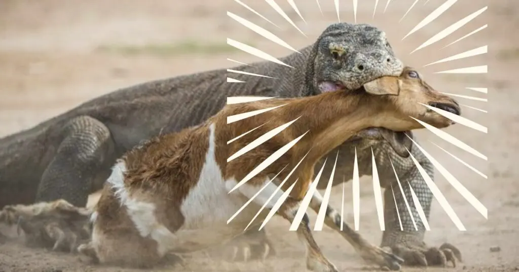 Komodo dragon eating goat