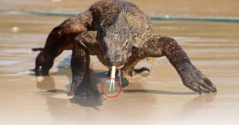 a Komodo dragon two forked tongue