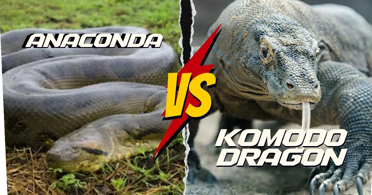 Komodo dragon vs anaconda a comparison