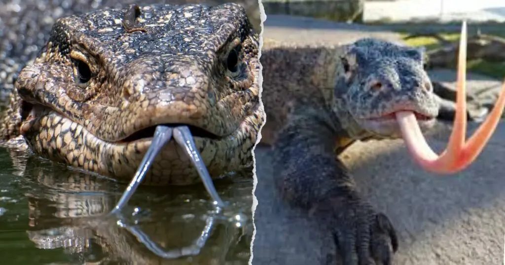 Komodo dragon vs monitor lizard tongue