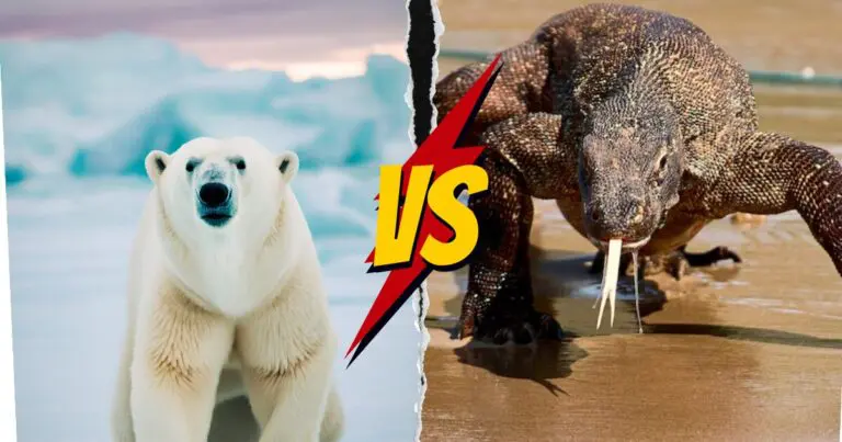 Komodo dragon vs polar bear