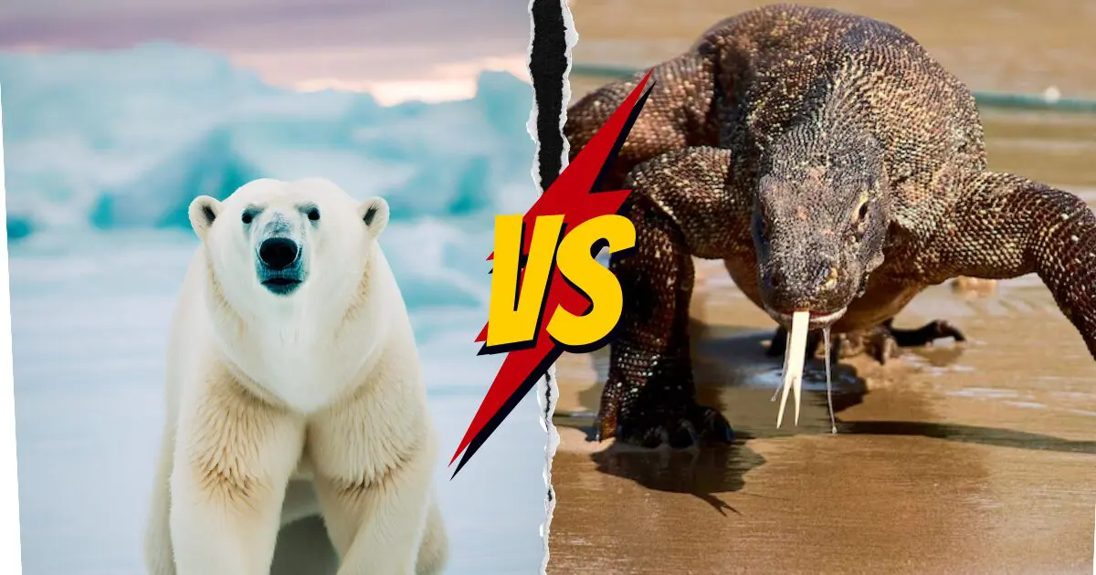 Komodo dragon vs polar bear