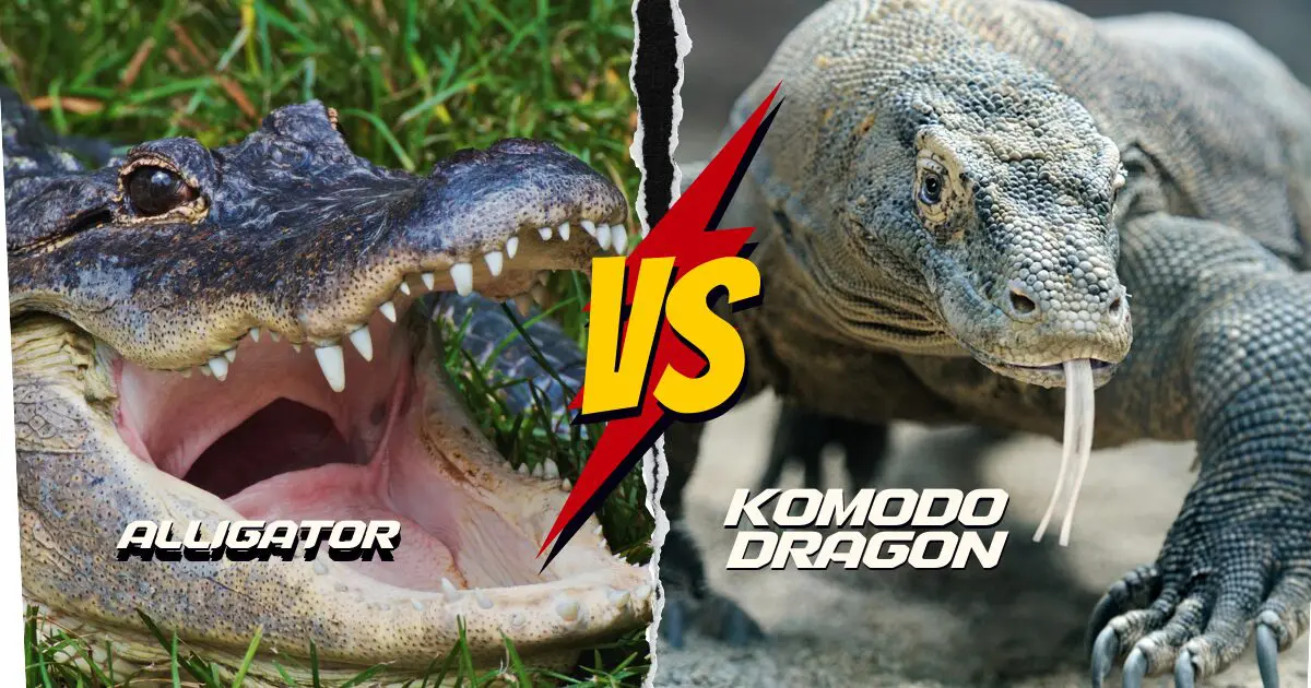 alligator vs komodo dragon