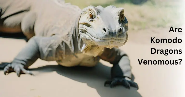 Close-up of a Komodo dragon with text asking if they are venomous.