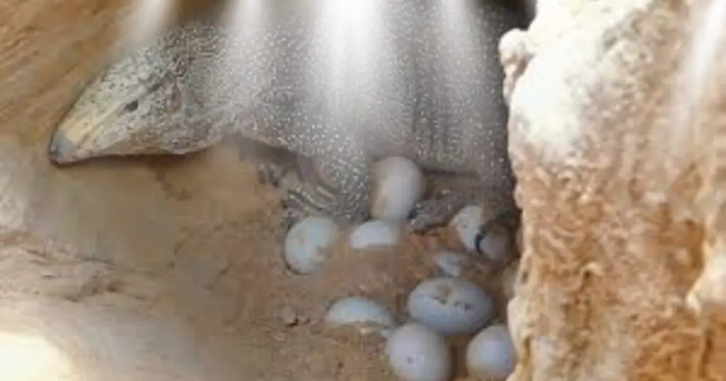 Komodo dragons and eggs in a nest underground