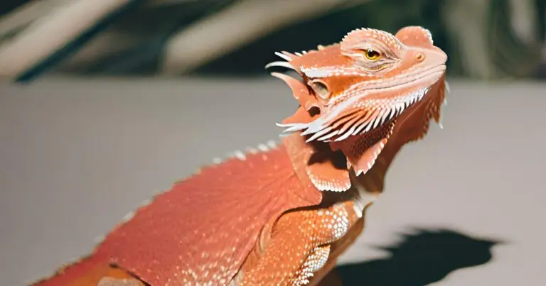 Red bearded dragon sound