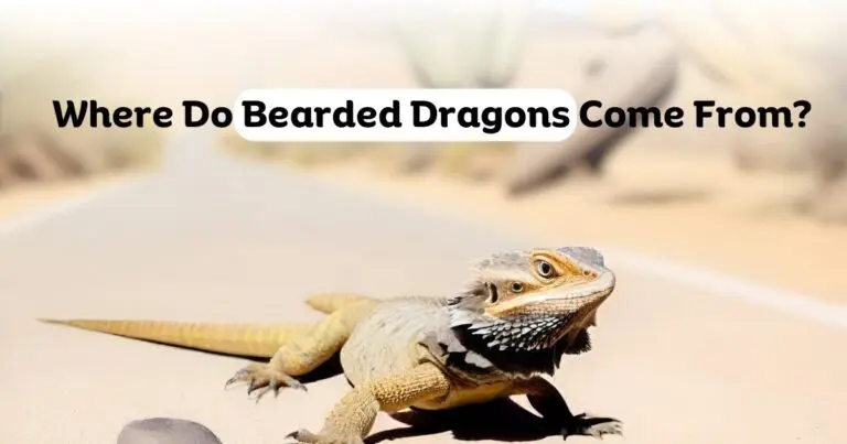 Where Do Bearded Dragons Come From