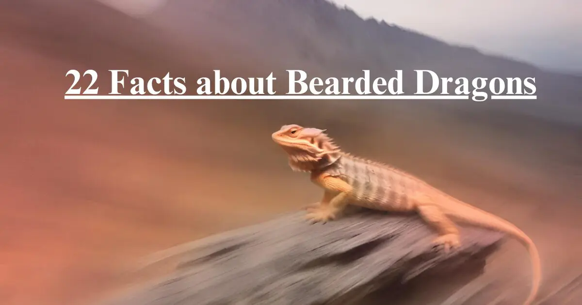 A bearded dragon for wisereptile and cover picture