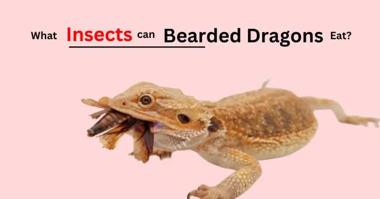 can bearded dragon eat insects