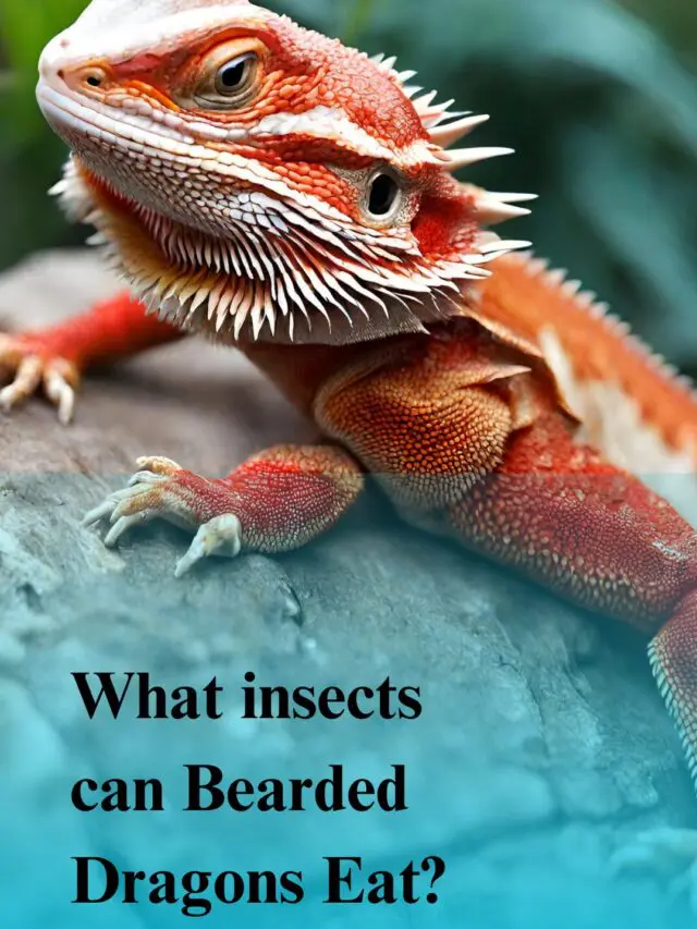 Feeder Insects for Bearded Dragon